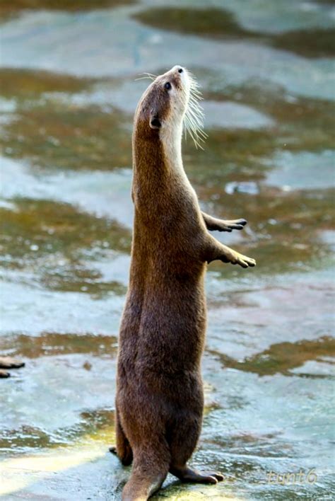 rái cá | Nhng loi ri c qu him c