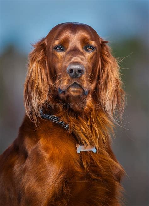 röd setter