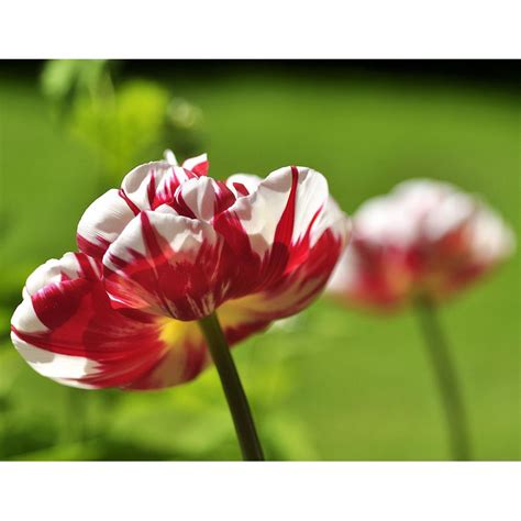 röd vit tulpan