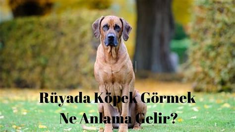 rüyada köpek görmek