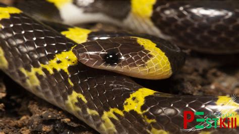 rắn | Cc loi rn thng gp Vit Nam