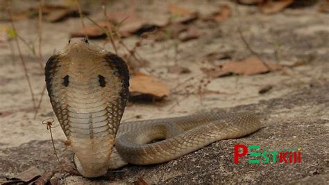 rắn hổ mèo | Rn h mo vit nam c hi