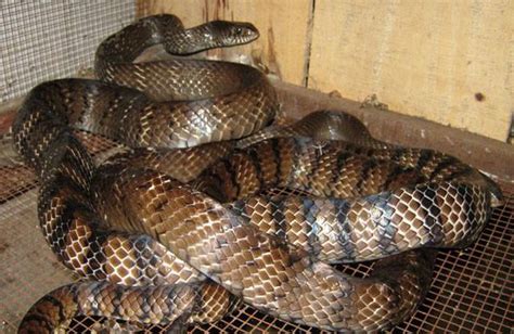 rắn hổ trâu | K thut nui rn ro tru h