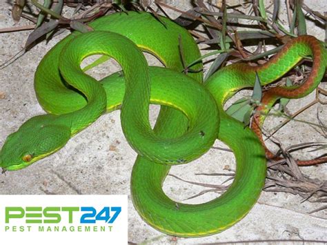 rắn lục | Loi rn mang tn gi ng s