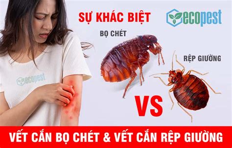 rệp cắn | B rp cn Phi tr th no