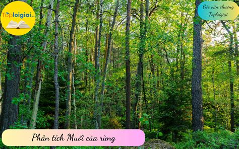 rừng | RNG L G JOY Foundation