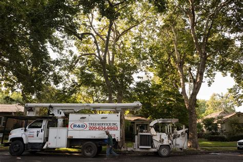 r  d tree services