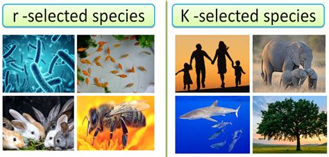 R Selected Species Examples