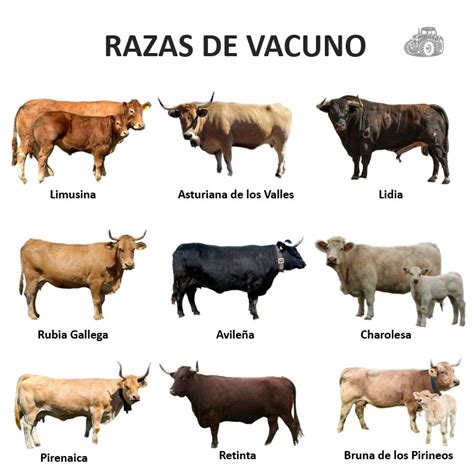 Raça De Vaca