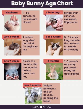 Rabbit Age Size Chart