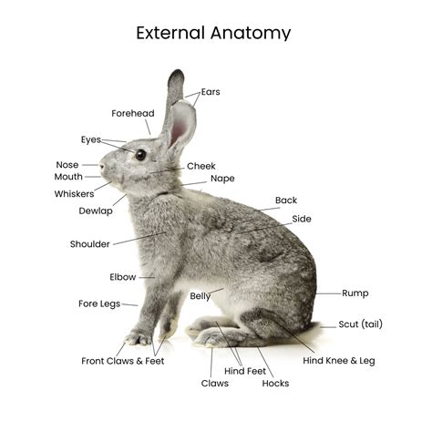 rabbit anatomy and physiology