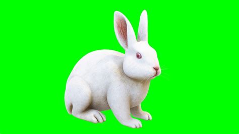 rabbit begins to wash on a green screen. vídeo de Stock