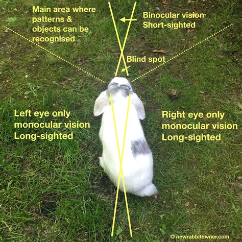 Rabbit M Q In Depth