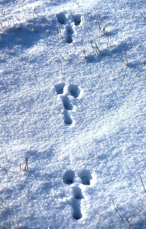 Rabbit Paw Prints In Snow