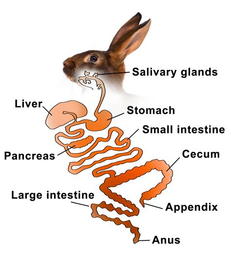 Rabbit S Digestive System