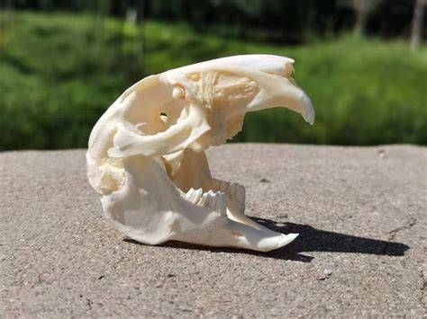 rabbit skull label