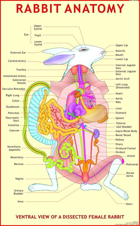 Read Rabbit Anatomy And Dissection Guide 
