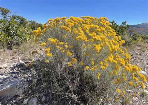 rabbitbrush FactMonster