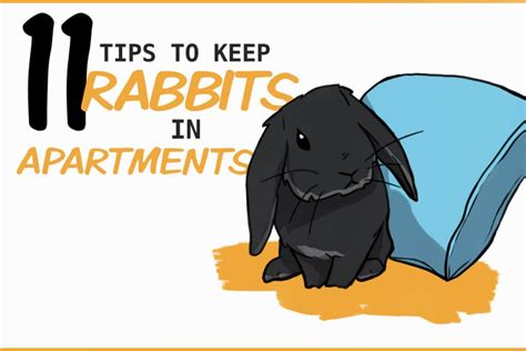 Rabbits Are Great Apartment Pets 11 Tips To Rabbit Balcony - Rabbit Balcony