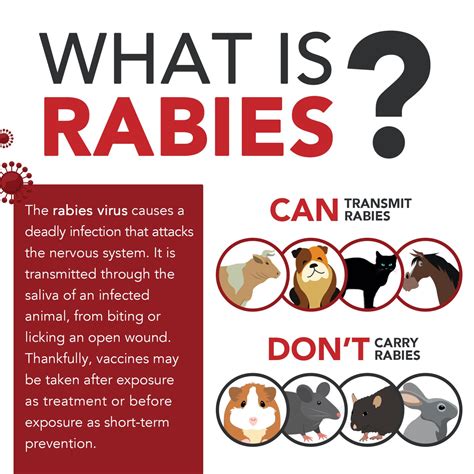 rabies-4