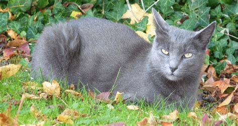 race chat gris