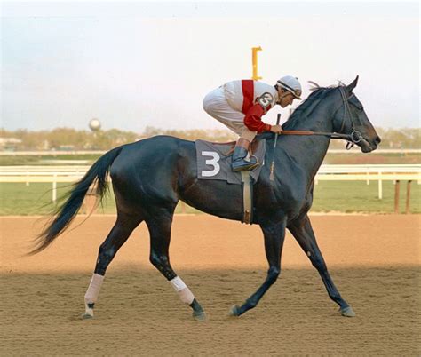 racehorse that has not won a specified number of races