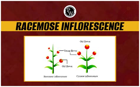 Racemose Inflorescence Examples