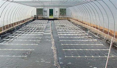 Raceway Shrimp Farming