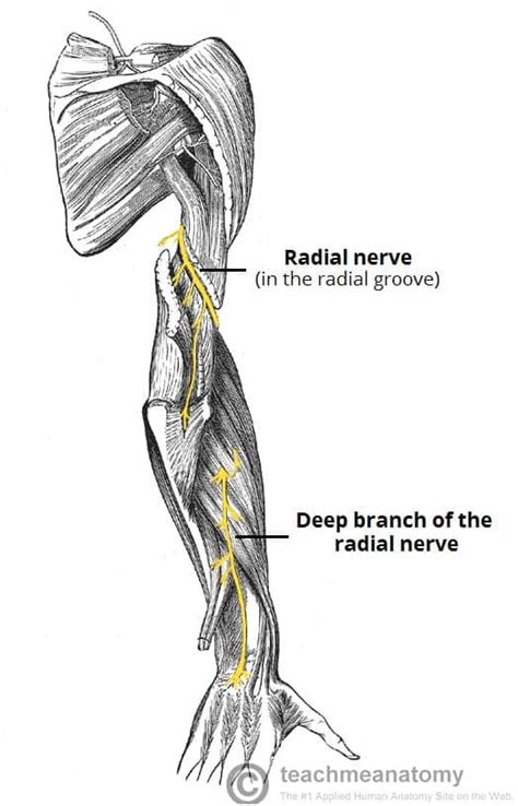 Radial Nerve Course