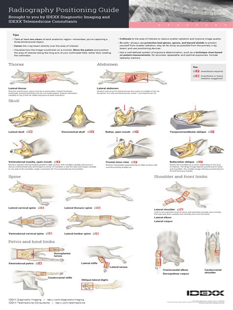 Read Radiology Positioning Guide 