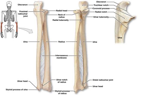 Radius And Ulna Labeled