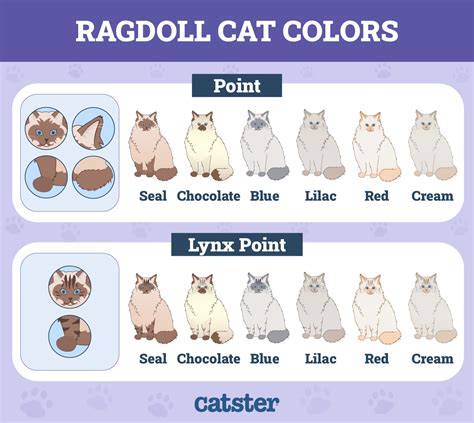 ragdoll colors