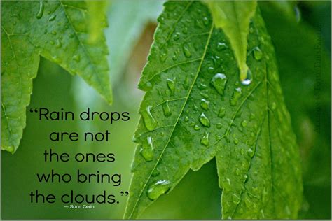 Raindrops On Leaves Quotes