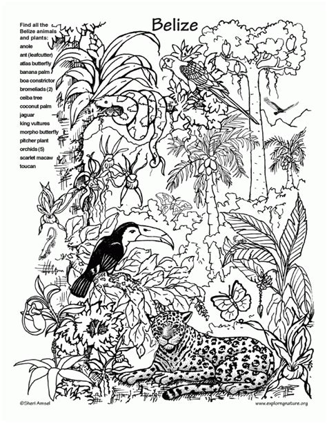 Rainforest Animal Color Pages   Colors Of The World Amazon Rainforest Coloring Page - Rainforest Animal Color Pages