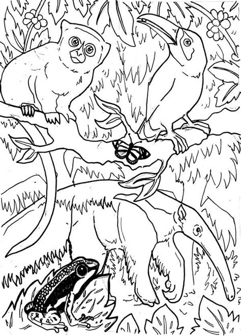 Rainforest Animals Coloring Pages Getcolorings Com Rainforest Animal Color Pages - Rainforest Animal Color Pages