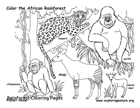 Rainforest Animals Coloring Pages Timeless Miracle Com Rainforest Animals Coloring Pages - Rainforest Animals Coloring Pages