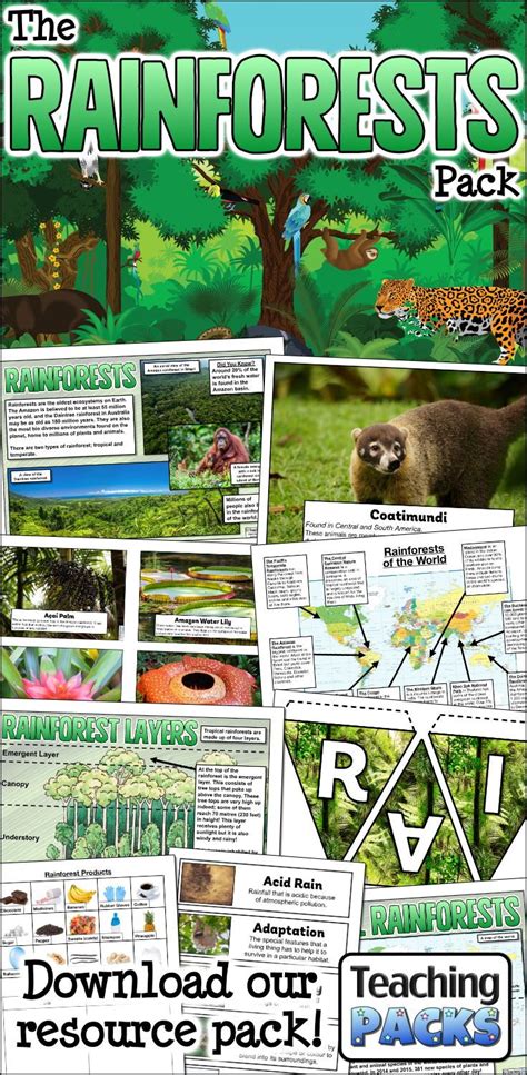 Rainforest Animals Pack Teaching Resources Ranforest Animals Worksheet Kindergarten - Ranforest Animals Worksheet Kindergarten