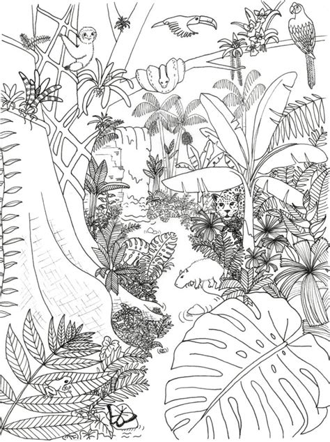 Rainforest Coloring Pages At Getcolorings Com Free Printable Rainforest Plant Coloring Pages - Rainforest Plant Coloring Pages