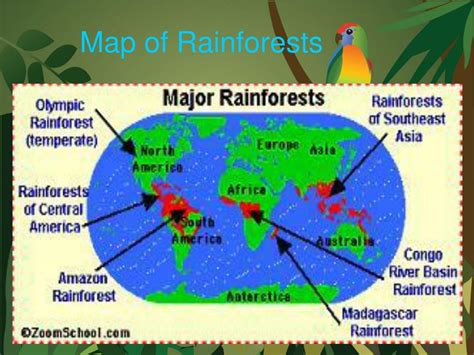 Rainforest Definition Plants Map Amp Facts Britannica Rainforest Science - Rainforest Science