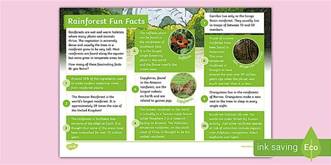 Rainforest Fact File