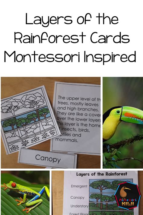 Rainforest First Grade   Rainforest Unit Homeschool Den - Rainforest First Grade
