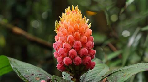 rainforest flora