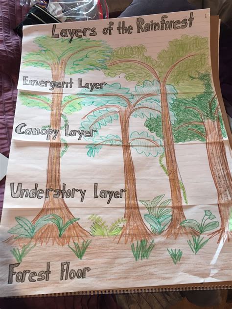 Rainforest Lesson Plans For 2nd Grade   25 Best New And Noteworthy Rainforest Books For - Rainforest Lesson Plans For 2nd Grade