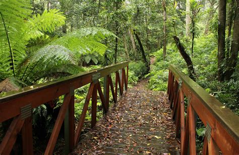 Rainforest Make A Walking Track Abc Education Rainforrest Math - Rainforrest Math