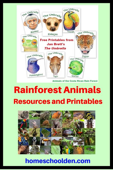 Rainforest Resources And Printables Homeschool Den Rainforest Pictures To Print - Rainforest Pictures To Print