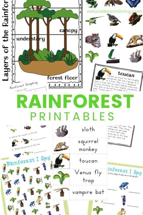 Rainforest Worksheets Amp Facts For Kids Features Rainforest Worksheets For Kindergarten - Rainforest Worksheets For Kindergarten