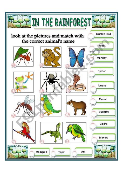 Rainforest Worksheets For 1st 3rd Graders Mamas Learning Rainforest Worksheets For Kindergarten - Rainforest Worksheets For Kindergarten