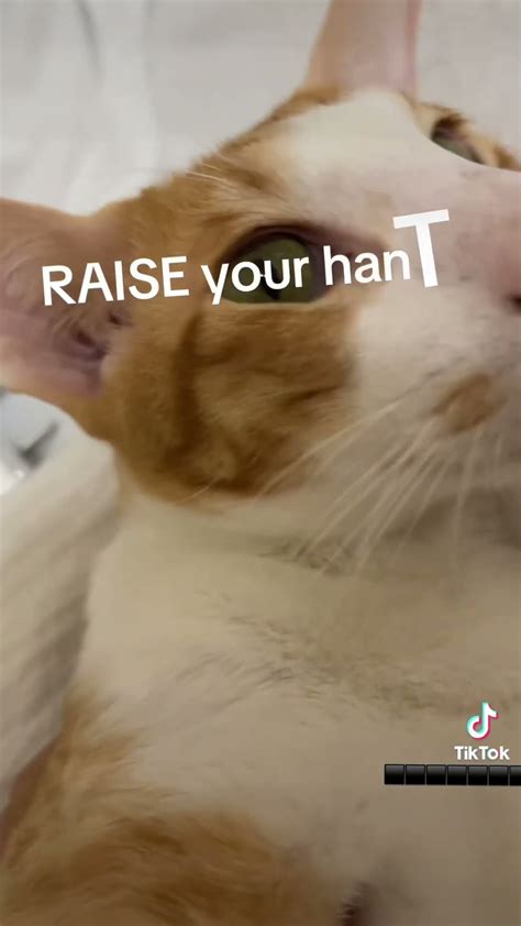 Raise Your Hant