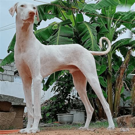 Rajapalayam Dog Attack