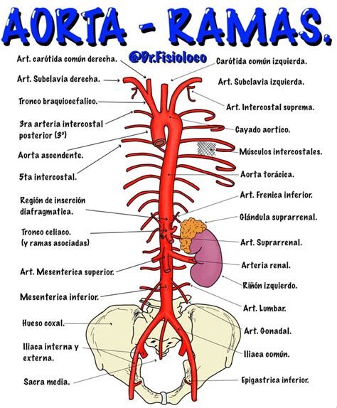 Ramas De La Aorta